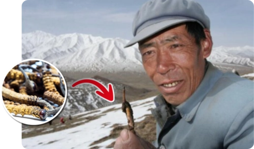 Qual o segredo por trás do gota do himalaia ?