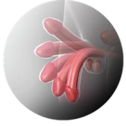 Ereções Mais Longas